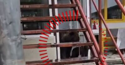 O bătrână din Buzău s-a trezit cu ursul în casă. Ce a putut să facă animalul în bucătărie în timp ce femeia dormea