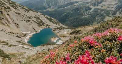 Spectacol total în Retezat! Planta rară care a transformat muntele într-un paradis roz. Turiștii s-au înghesuit să o vadă