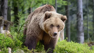Misiune de salvare transformată în coșmar. Doi bărbați au fost răniți grav după ce au încercat să oprească un urs agresiv