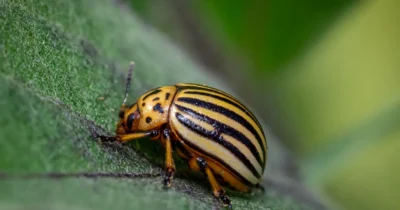 Adio gândaci de Colorado. Ingredientul din bucătărie care îți salvează grădina, nu mai ai nevoie de insecticide de la magazin