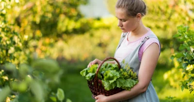 Pune această plantă în grădină și scapi de melci și insecte! Este comestibilă și costă doar câțiva lei la piață