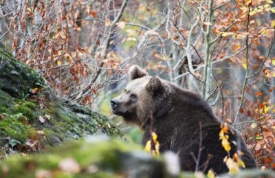 Bărbat de 34 de ani ucis de urs. Era la un pas de pensiune când animalul a atacat fulgerător