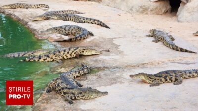 Incident șocant la o grădină zoologică. Un copil de 3 ani a ajuns în țarcul crocodililor, iar un bărbat a fost reținut de poliție