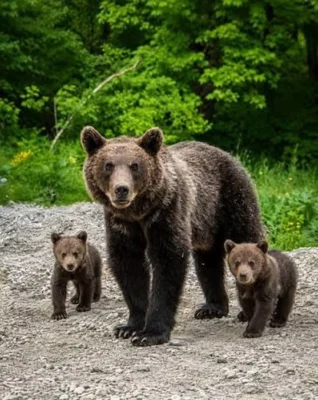 O ursoaică a fost împușcată după ce a refuzat să plece din zona locuită. Autoritățile au luat o decizie radicală