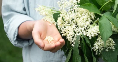 Planta interzisă de bunici în curte! De ce este considerată un magnet pentru ghinion și boli dacă o ai lângă casă