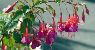 De ce nu înflorește fuchsia ta? Secretul grădinarilor pentru o explozie de culoare pe terasă toată vara