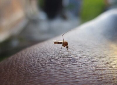Greșeala banală pe care o faci când te mușcă o insectă: De ce scărpinatul doar înrăutățește situația