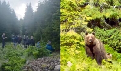 Coșmar pentru 37 de turiști polonezi pe munte! S-au întâlnit cu o ursoaică și puiul ei. Cum au fost salvați