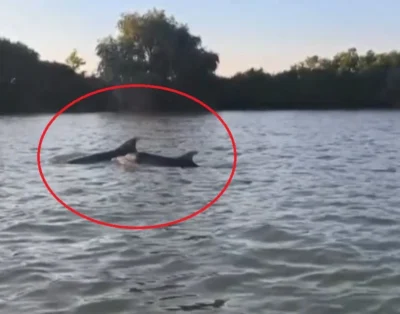 O familie de delfini a fost filmată înotând în apele Dunării. Fenomenul este explicat de specialiști