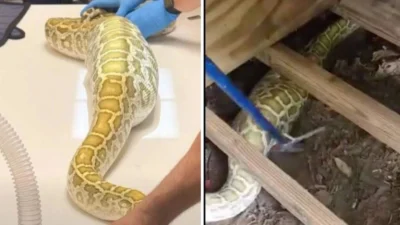 Piton uriaș descoperit sub podeaua unui șopron din New Jersey după ce a înghițit un animal mare