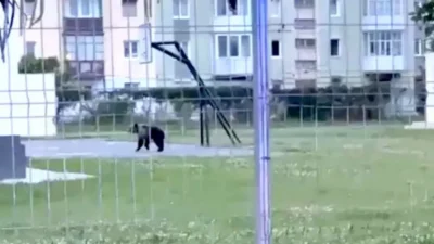 Ursoaică prinsă în curtea unui liceu din Sibiu. Misiune dificilă a autorităților pentru capturarea animalului