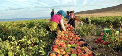 Lovitură uriașă pe piața legumelor. Se investesc miliarde de dolari în…
