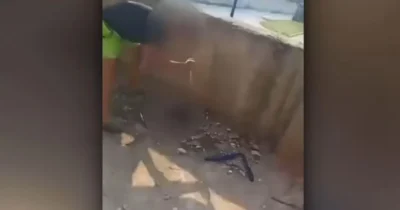 Caz de o cruzime uluitoare în județul Vâlcea. Șapte pui de câine au fost…