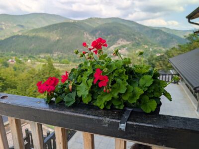 Nu lăsa mușcatele să înghețe. Salvează-le și mută-le imediat în…