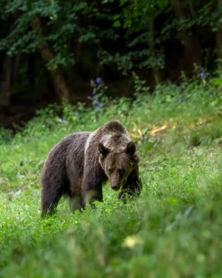 Bărbat UCIS de urs în B…