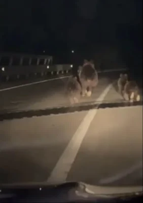 ȘOC! Mai mulți urși, văzuți pe șoseaua…
