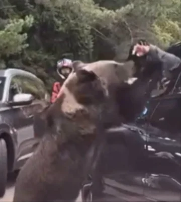 Turist atacat de o ursoaică cu pui pe T…